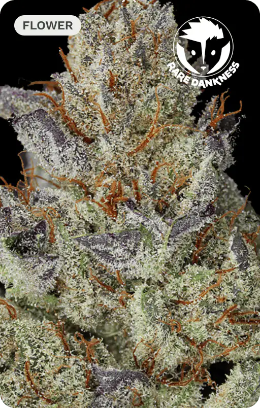 Close-up of a frosty cannabis flower bud with purple hues and orange pistils against a black background.