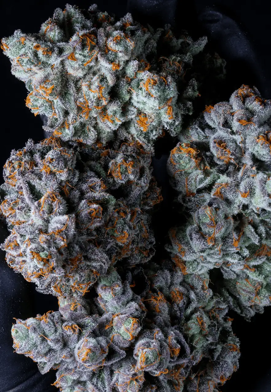 Premium Cannabis Flower