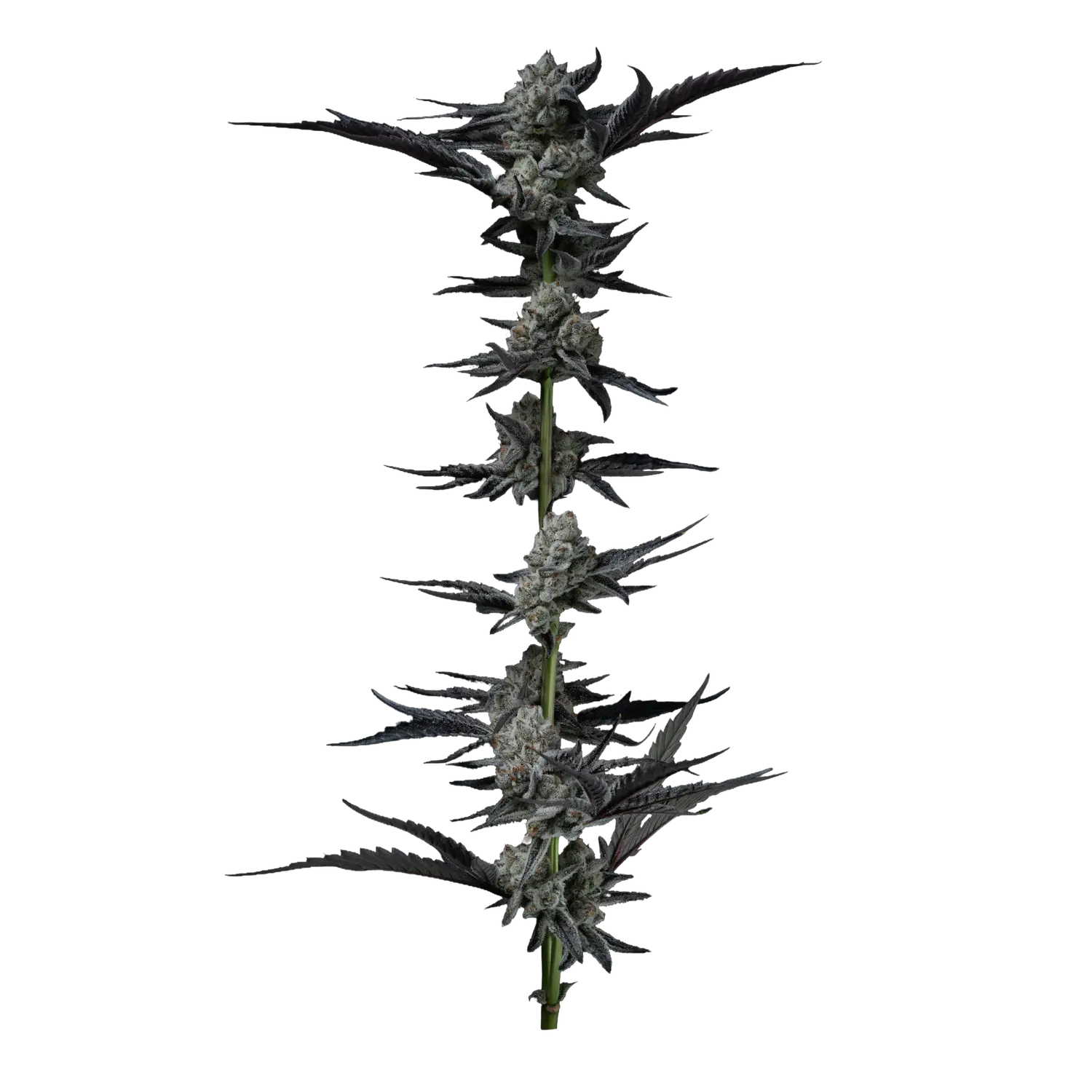 Cartel Runtz flower