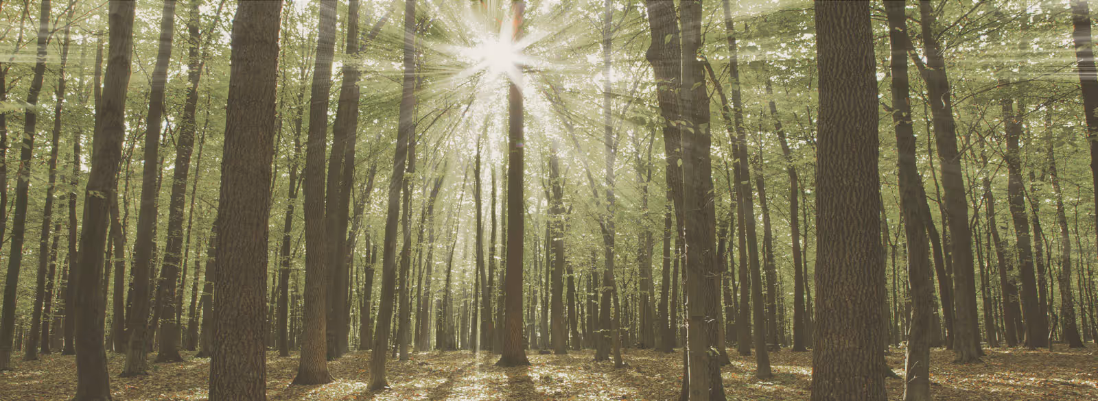 Sunlight streaming through tall trees in a dense green forest with leaf-covered ground.