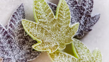 Photo of green and purple marijuana gummies