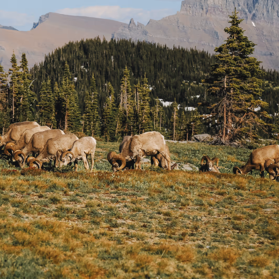 Herd of bighorn sheep grazing on a grassy field with pine trees and mountains in the background.