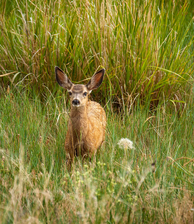 Observe Montana’s wildlife up close in their natural habitat.