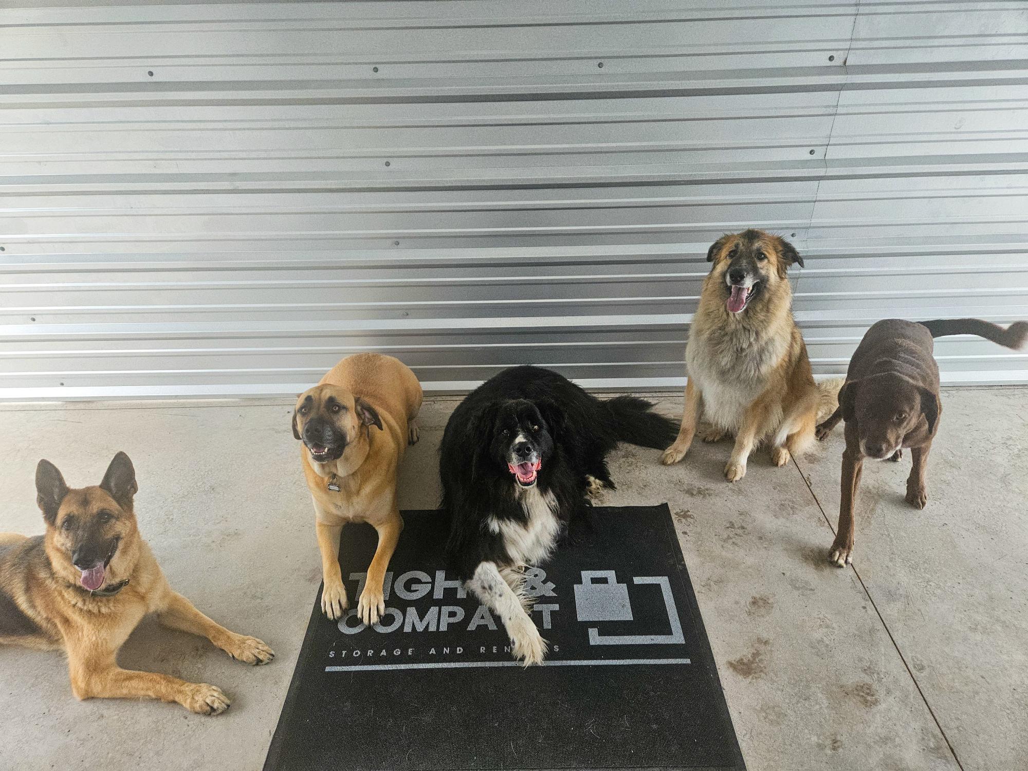 Large tan dog, named Eddy, wearing an orange safety vest sitting on a black mat with white text.