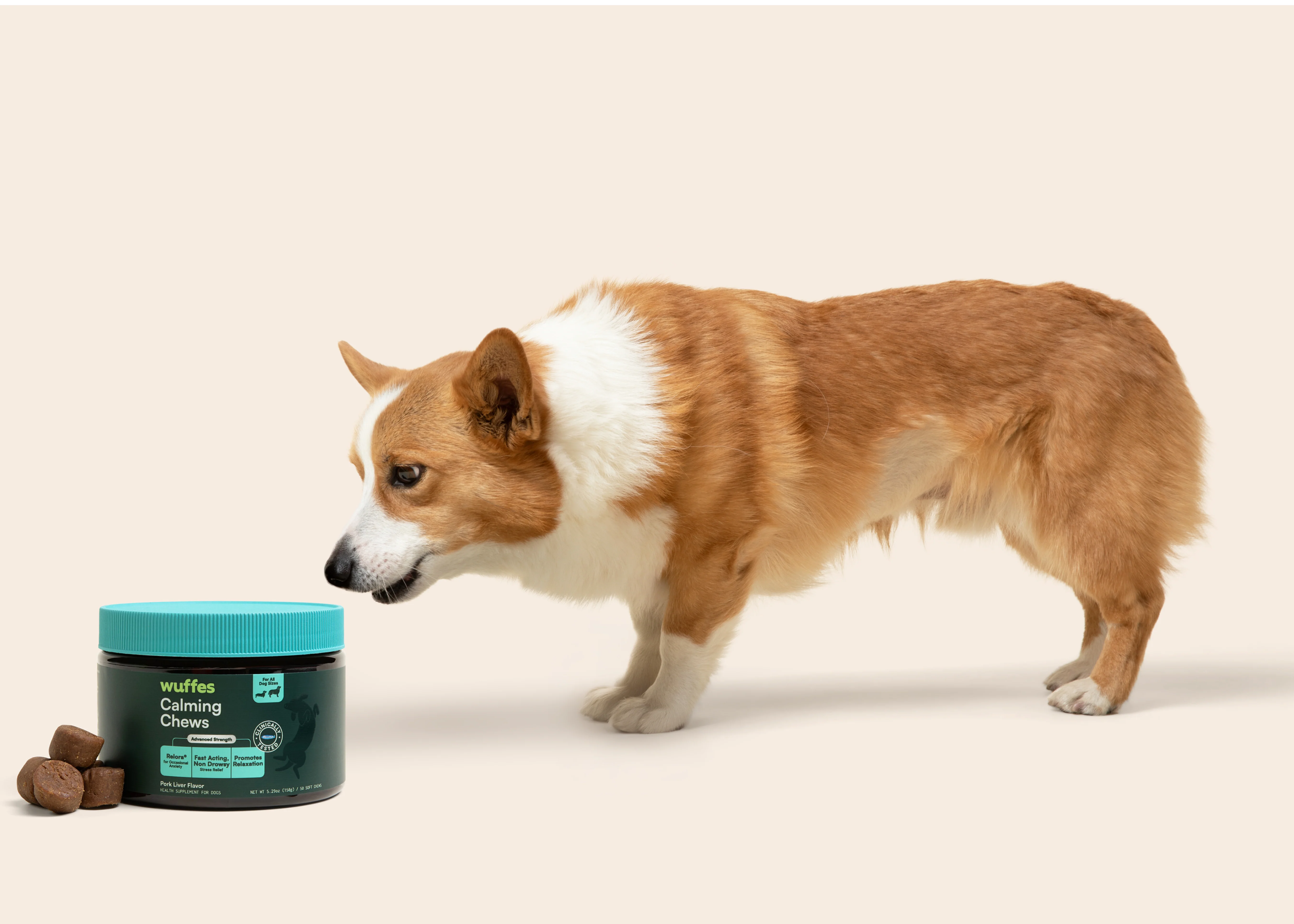 a dog with a jar of calming chews on the ground