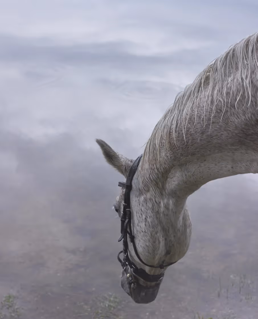 Pferd trinkt aus Wasser in ruhiger Naturkulisse