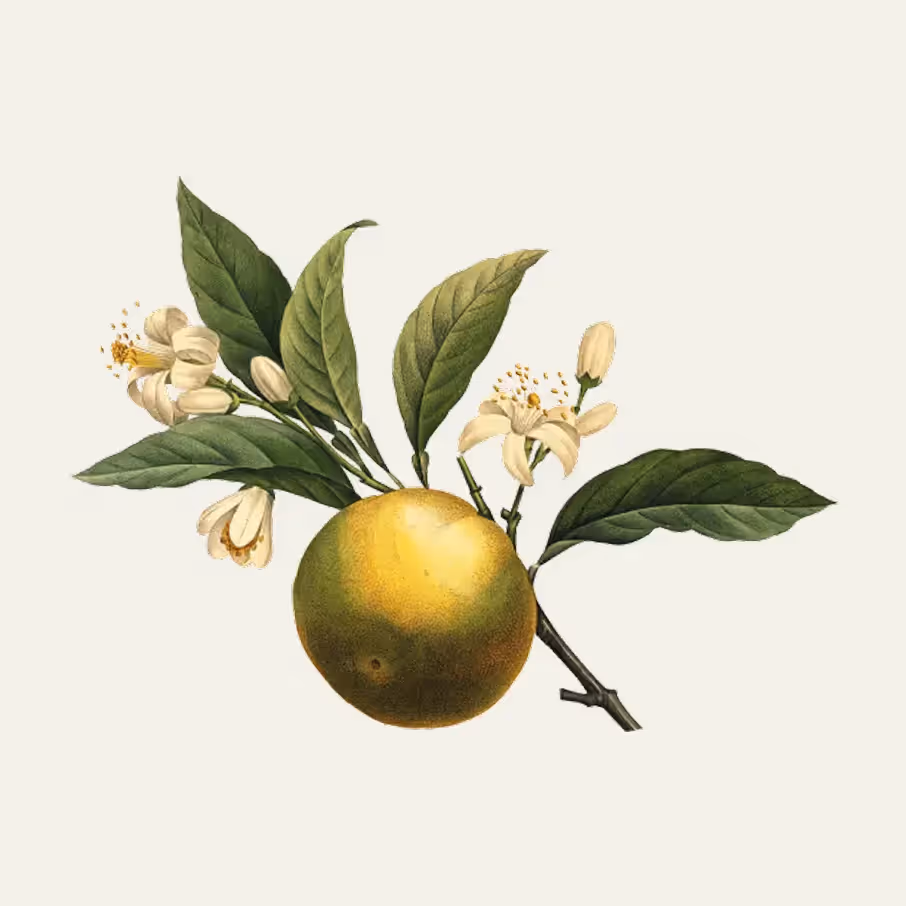Illustration von Blume auf beigem Hintergrund