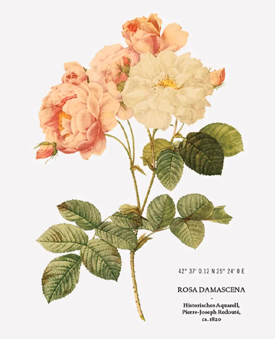 Botanische Illustration einer Blume