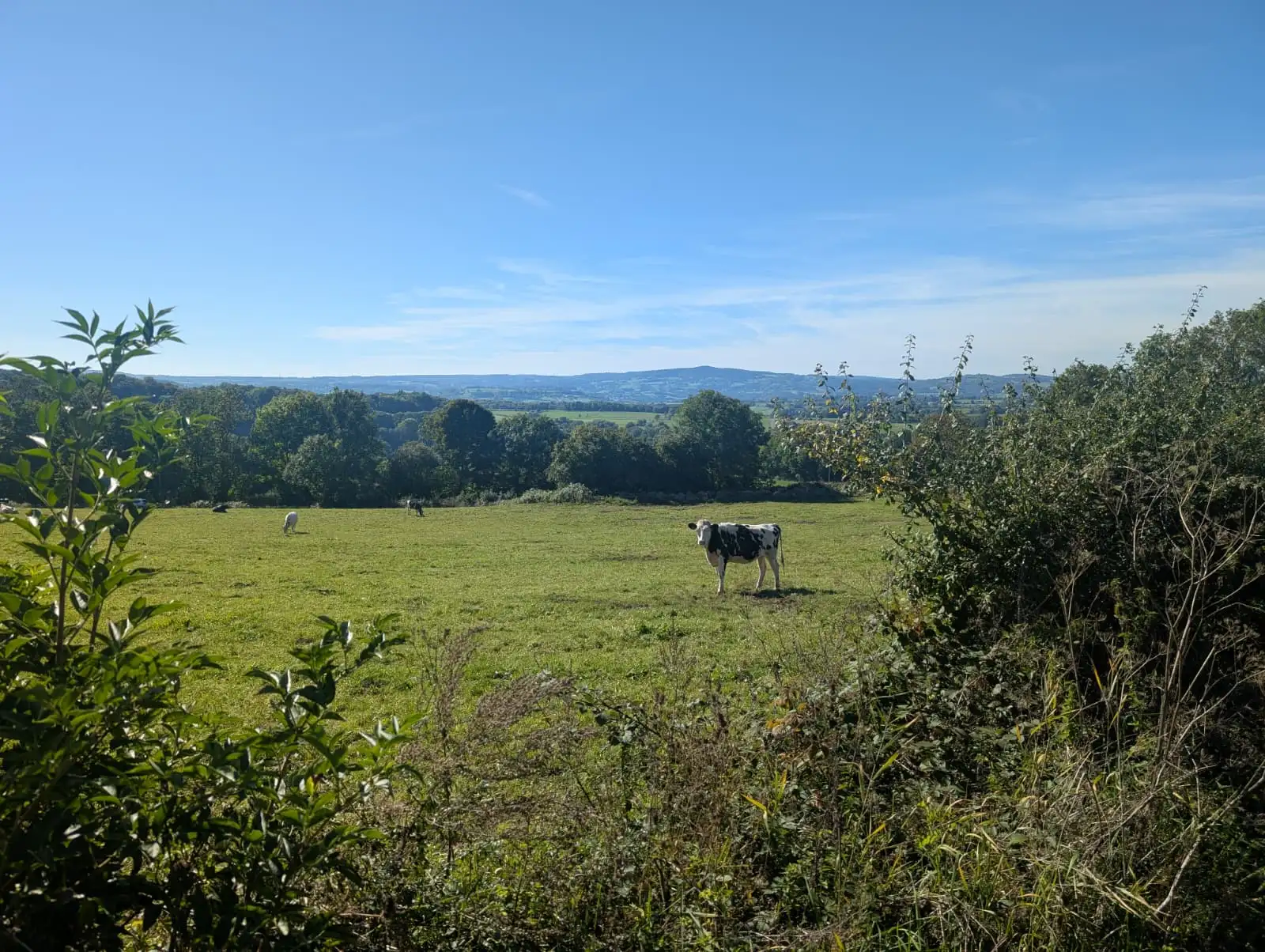 La quête de la truffade