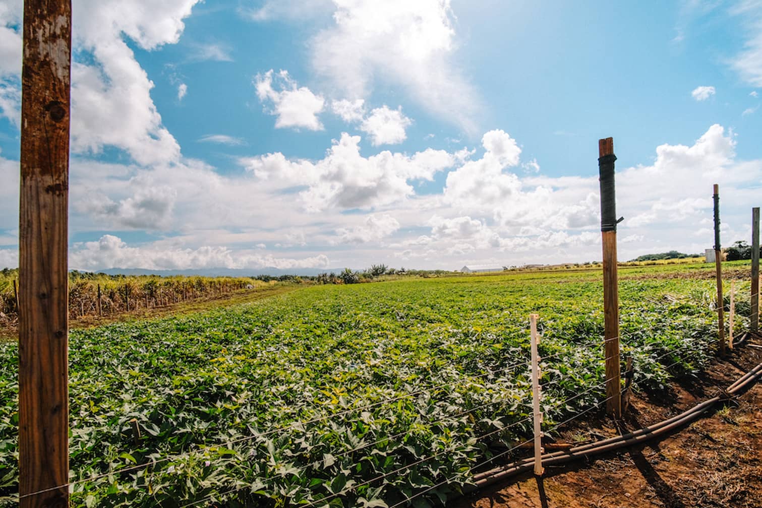 Sunny day at the HAF Ag Park at Kunia