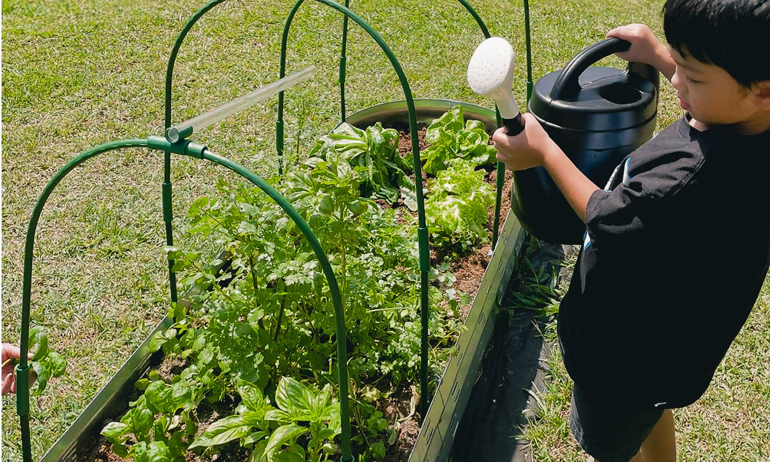 Elementary school boy watering vegetables for Hawaii Ag Foundation's Veggie U program