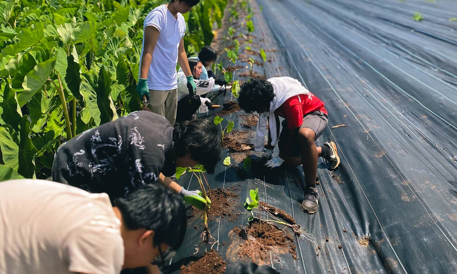 Teenage boys working on a farm in Hawaii for the HAF In the Fields program