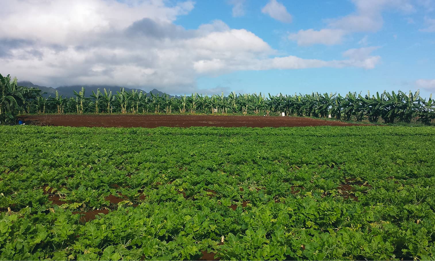 Farm land at the HAF Ag Park at Kunia.
