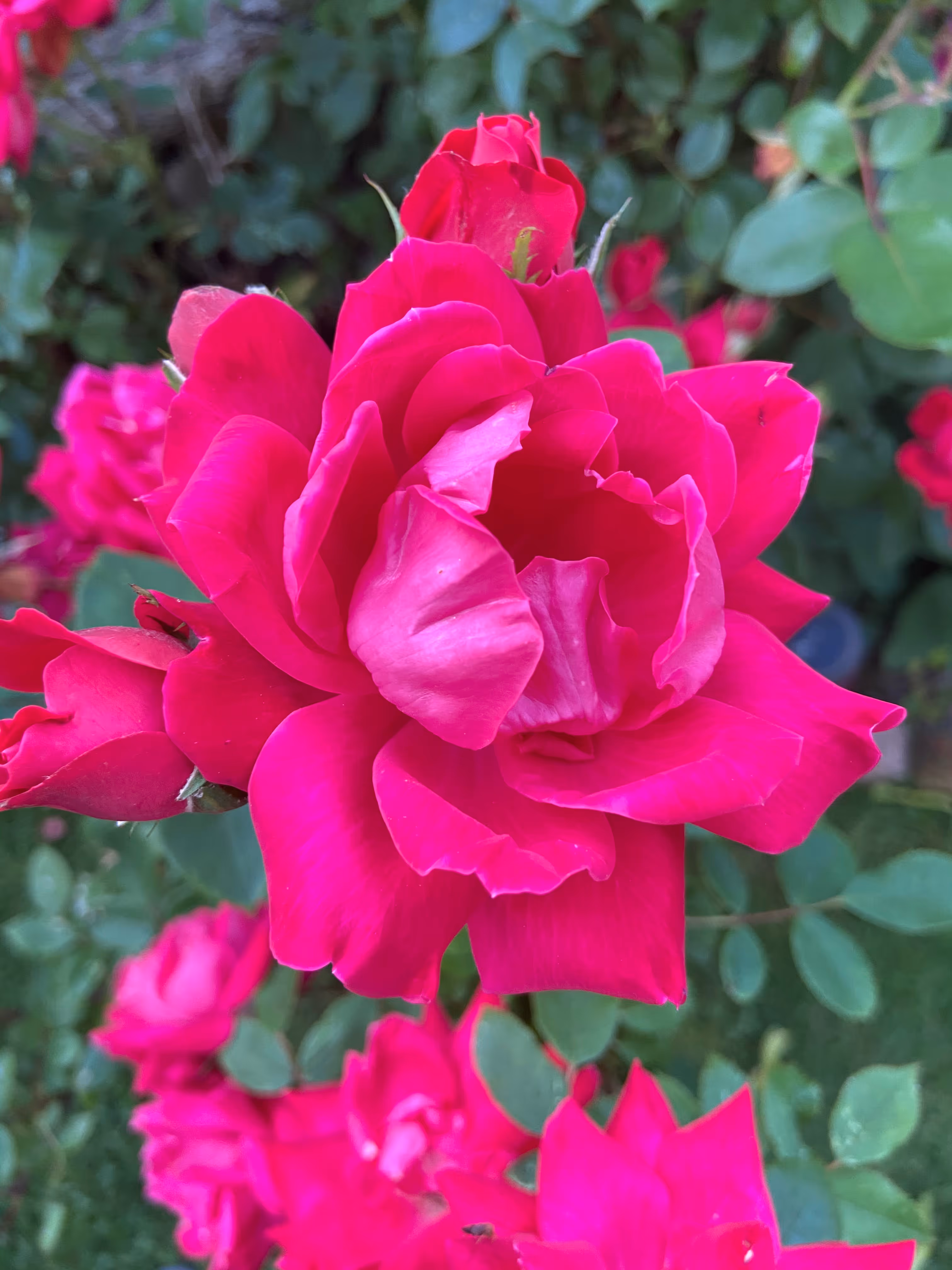 Close-up of vibrant pink rose, representing natural beauty and plant-based healing