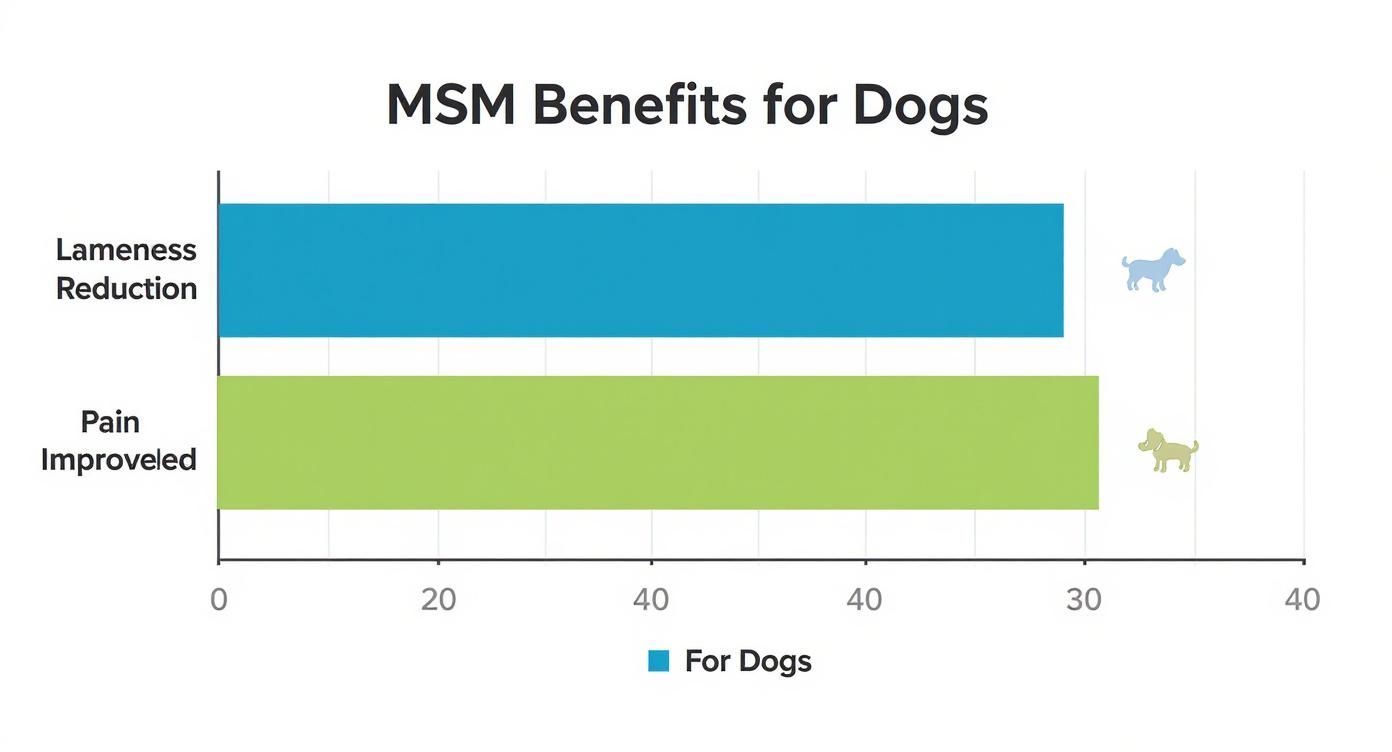 Bar chart illustrating MSM benefits for dogs, showing lameness reduction at 29 and pain improved at 30.
