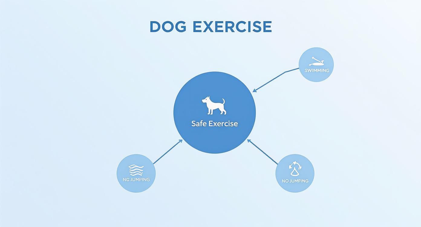 Infographic illustrating safe dog exercise options, including swimming and avoiding jumping activities.