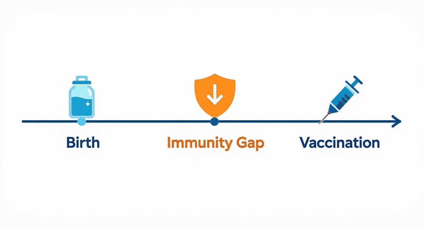 A timeline illustrating the immunity journey from birth, through an immunity gap, to vaccination.