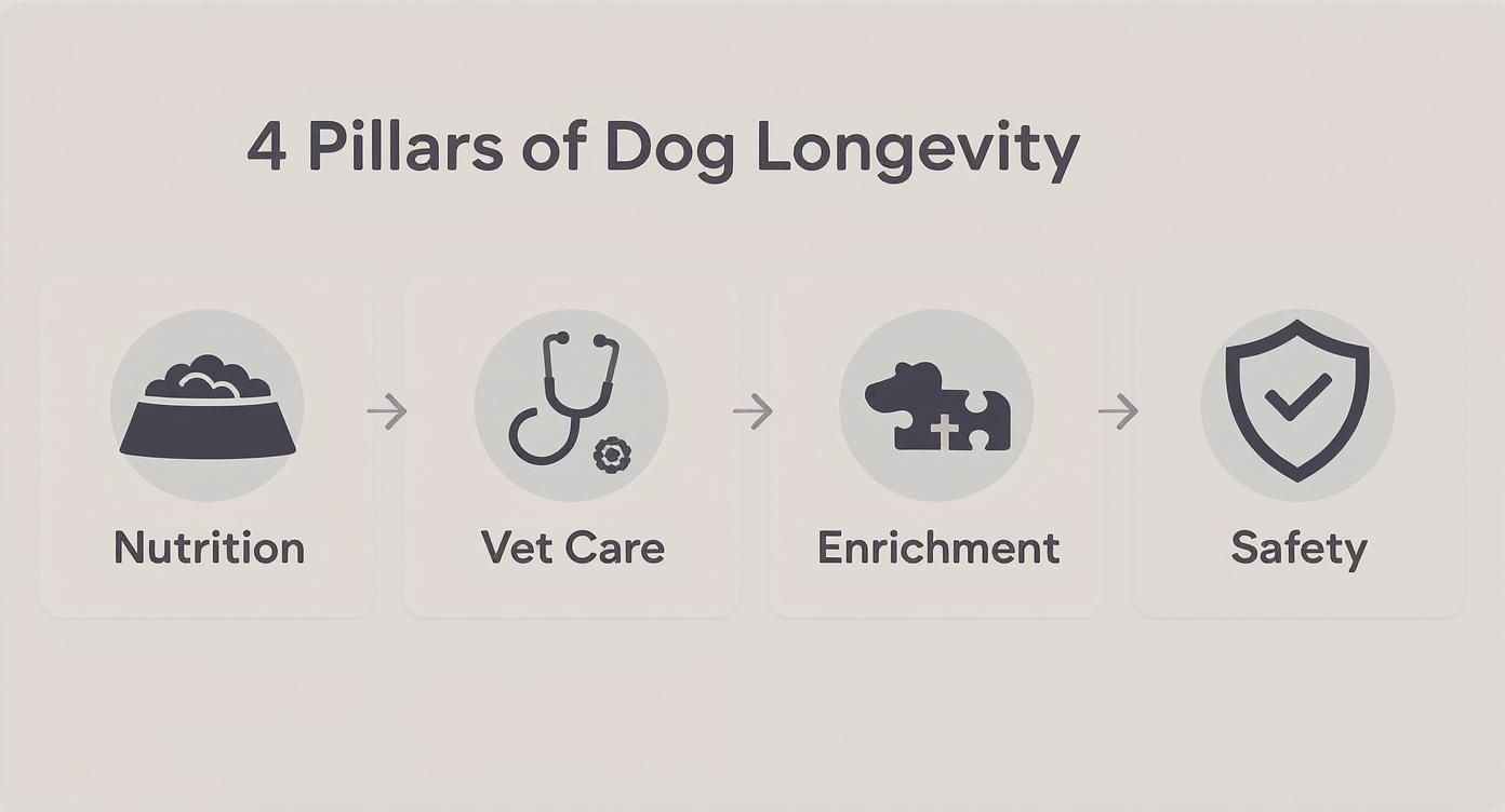 Infographic showing the 4 pillars of dog longevity: Nutrition, Vet Care, Enrichment, and Safety.