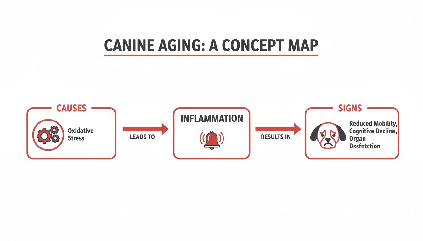 Concept map illustrating canine aging, where oxidative stress leads to inflammation, causing reduced mobility and cognitive decline.