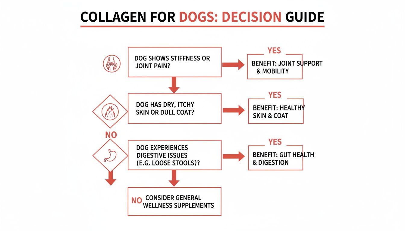A decision guide flowchart illustrating when to consider collagen for dogs based on joint, skin, and digestive health.