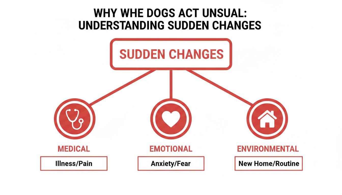 Infographic explaining reasons for sudden changes in dog behavior, categorized as medical, emotional, and environmental.