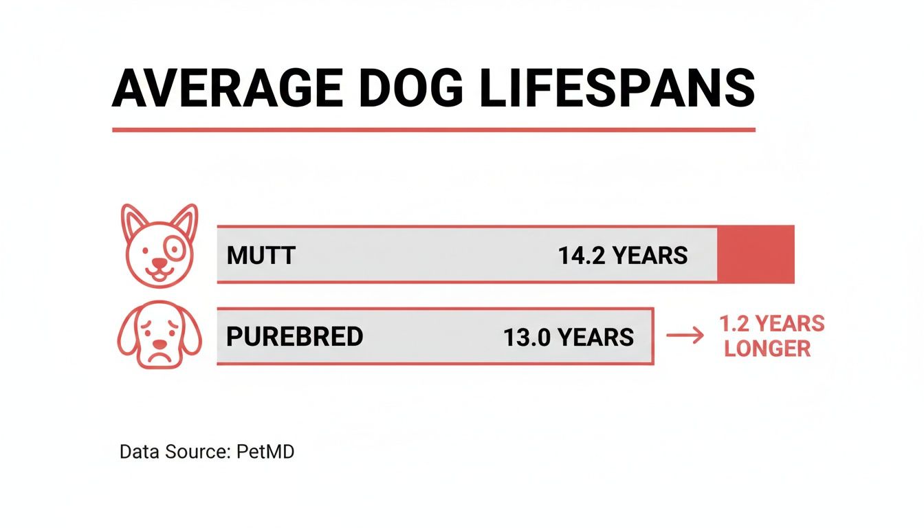 Bar chart comparing average lifespans of mutt (14.2 years) and purebred (13.0 years) dogs.