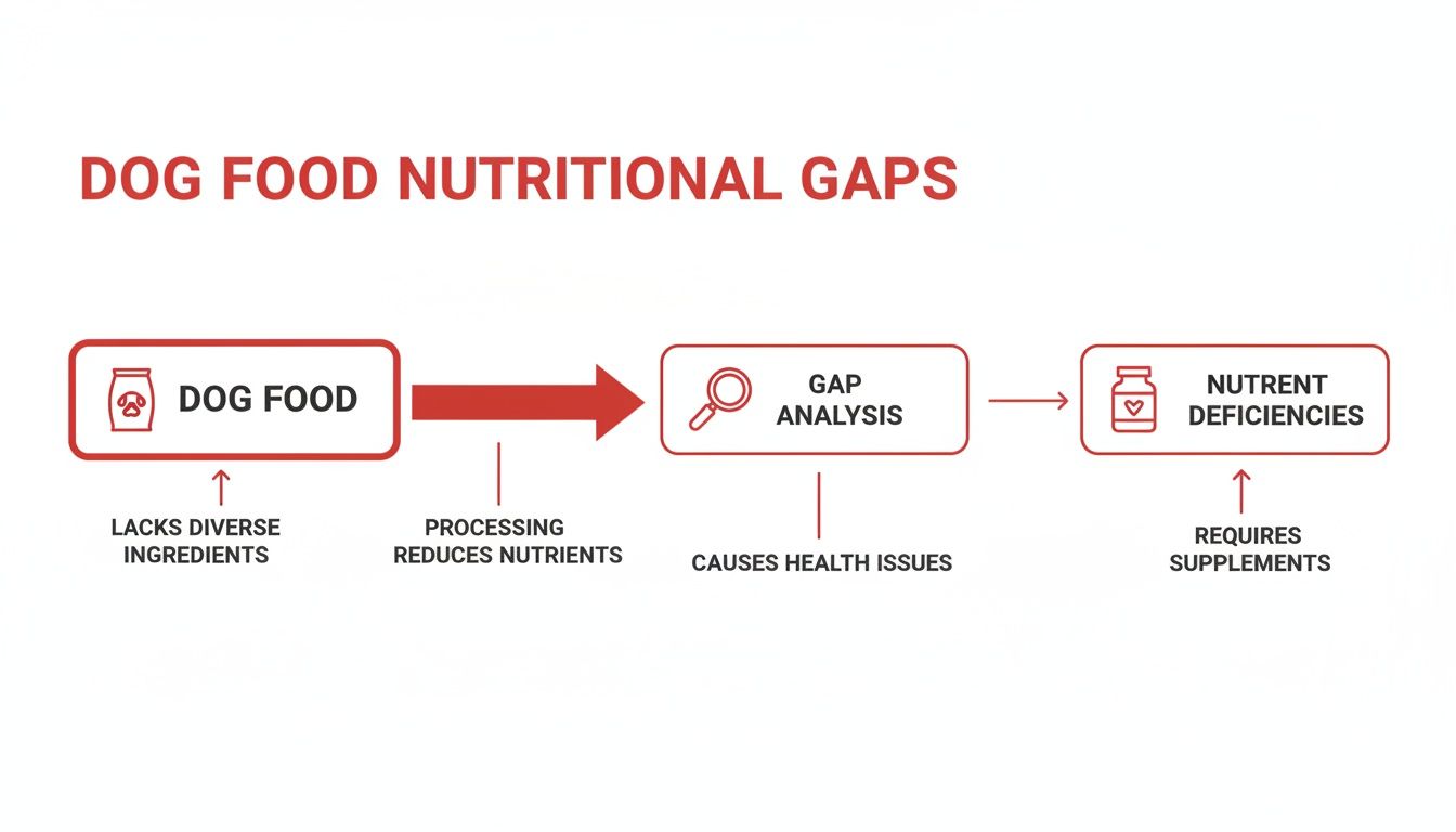 Flowchart showing how dog food's limited ingredients and processing create nutritional gaps and deficiencies, necessitating supplements.