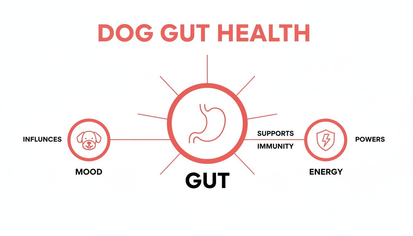 Infographic demonstrating the impact of dog gut health on mood, immunity, and energy levels.