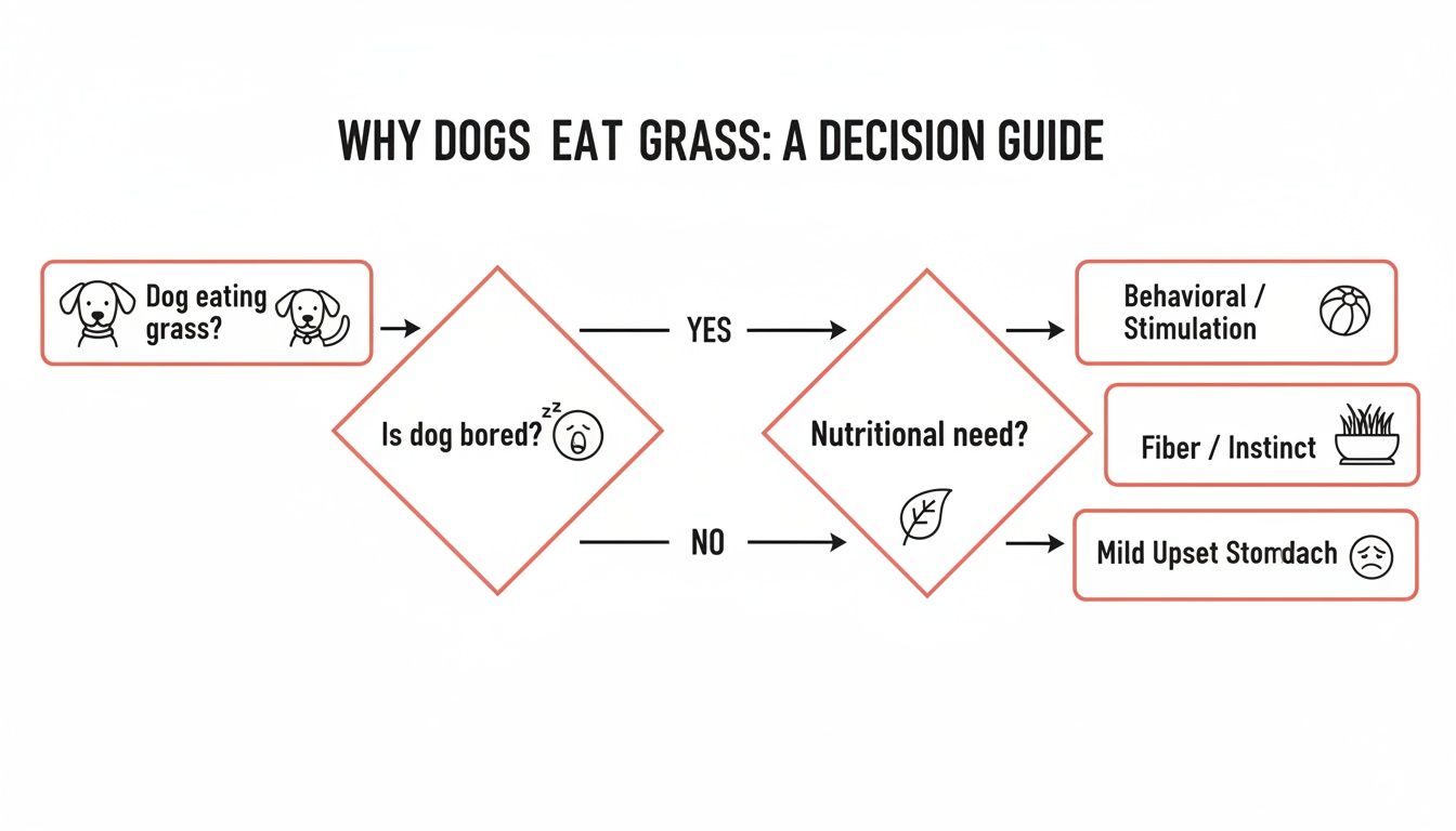 A flowchart titled 'Why Dogs Eat Grass: A Decision Guide' explaining reasons like boredom or nutritional needs.