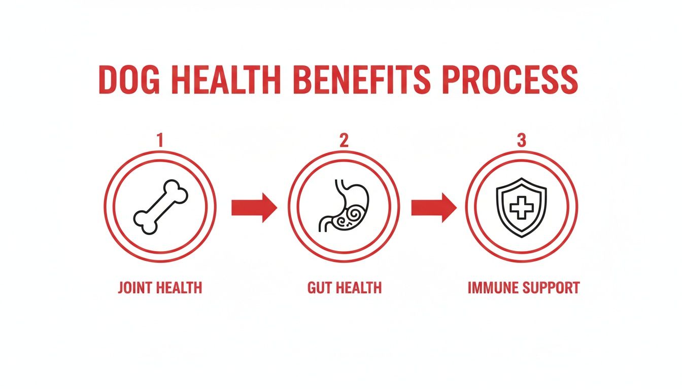 Infographic showing a dog health benefits process with steps for joint, gut, and immune support.
