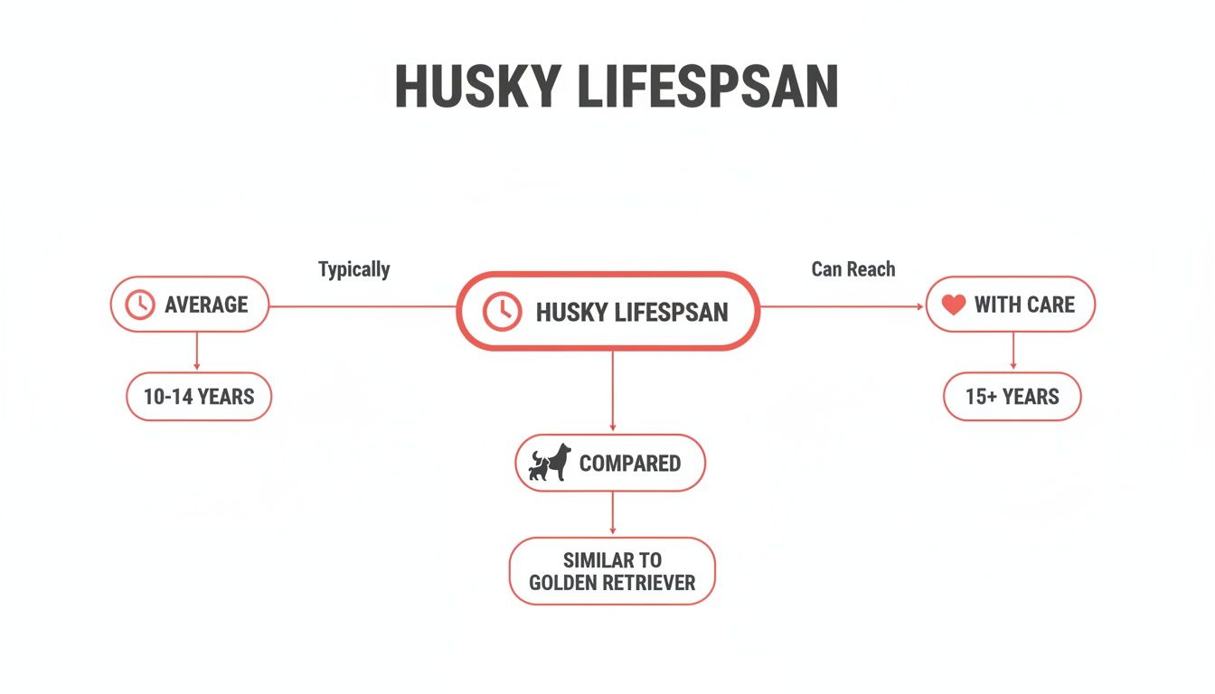 Flowchart illustrating husky lifespan: typically 10-14 years, reaching over 15 years with care, similar to Golden Retrievers.
