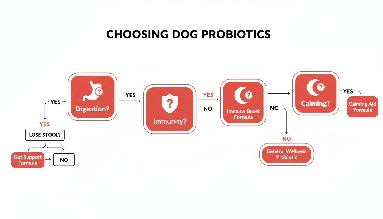 Flowchart guiding dog owners to choose the best probiotic based on digestive, immune, or calming needs.