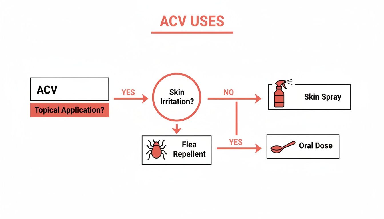 A flowchart illustrating various ACV uses, including topical application for skin spray, flea repellent, and oral dose.