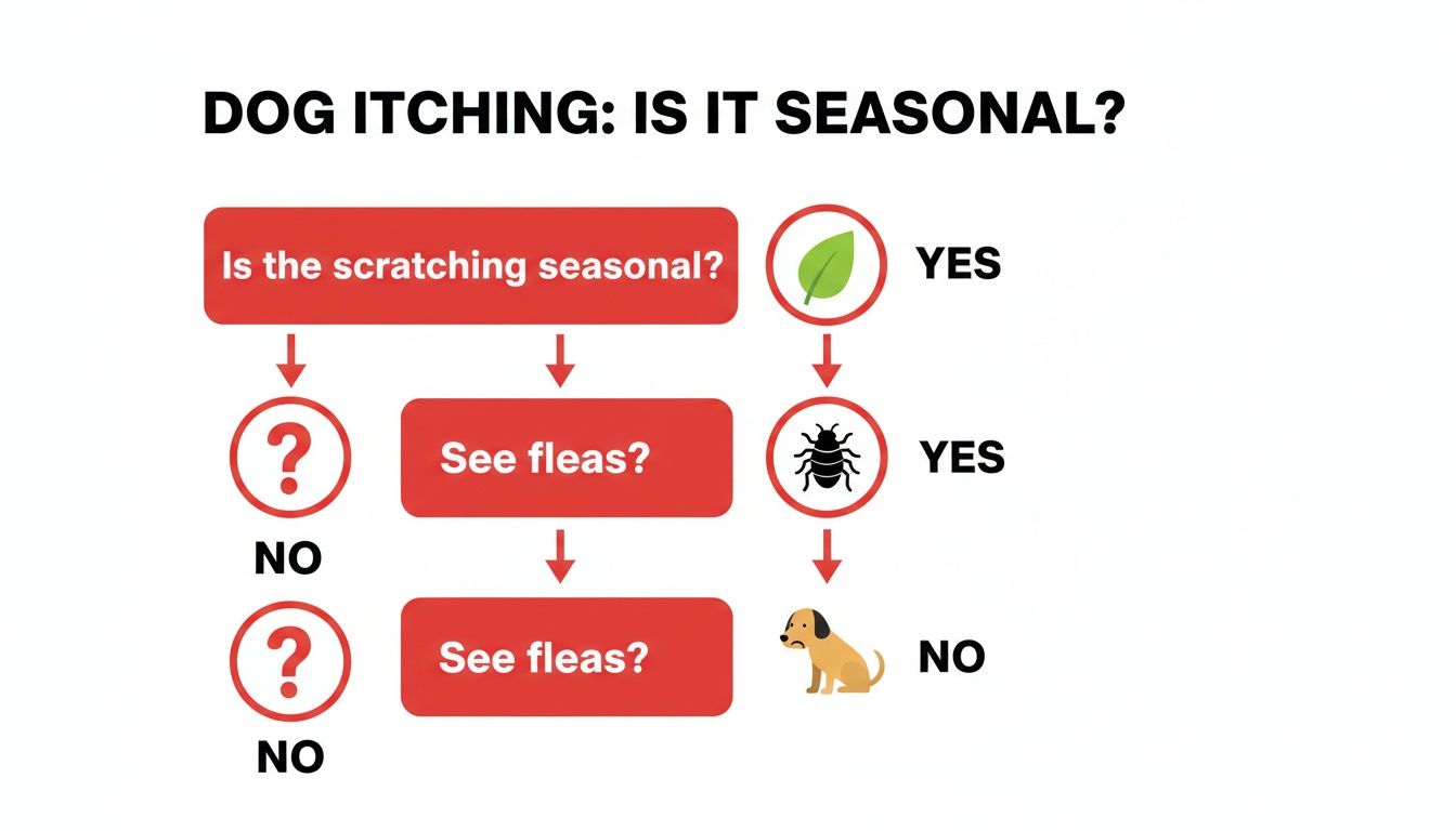 Flowchart guiding on dog itching, determining if it's seasonal or due to fleas.