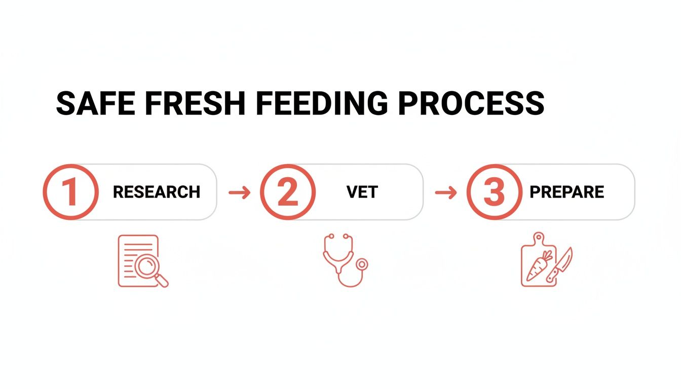 A visual showing a safe fresh feeding process with three steps: Research, Vet, Prepare.