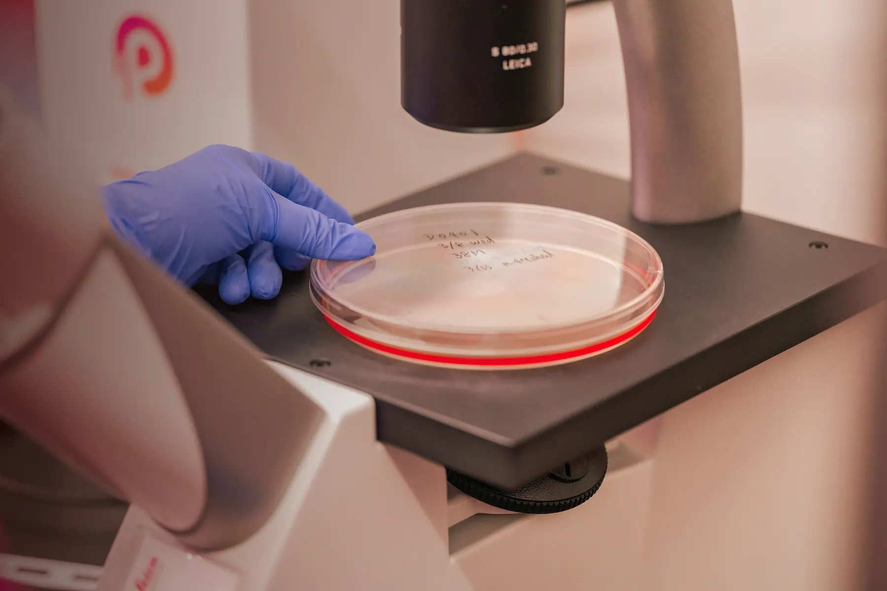 Hand with blue glove holding a petri dish on the stage of a Leica microscope.