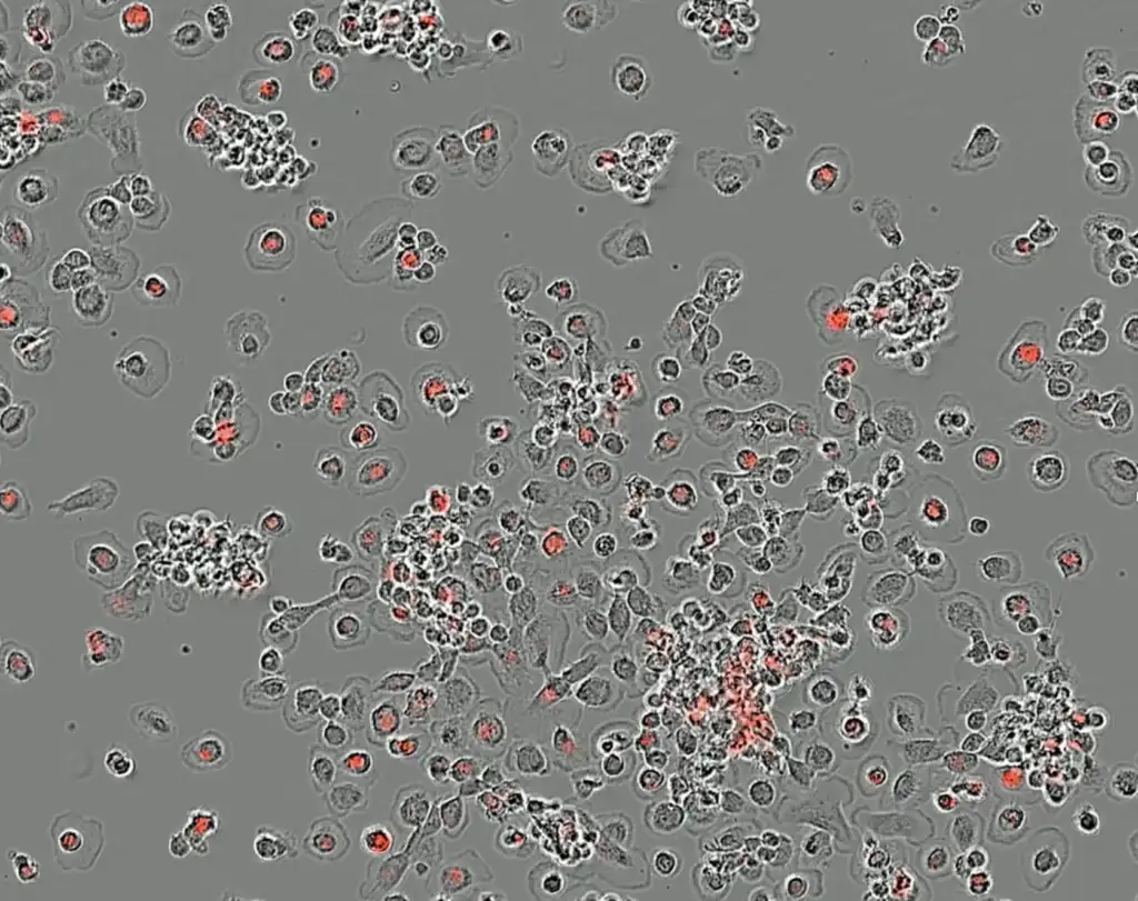 Microscopic view of clustered and scattered cells with red glowing centers on a gray background.