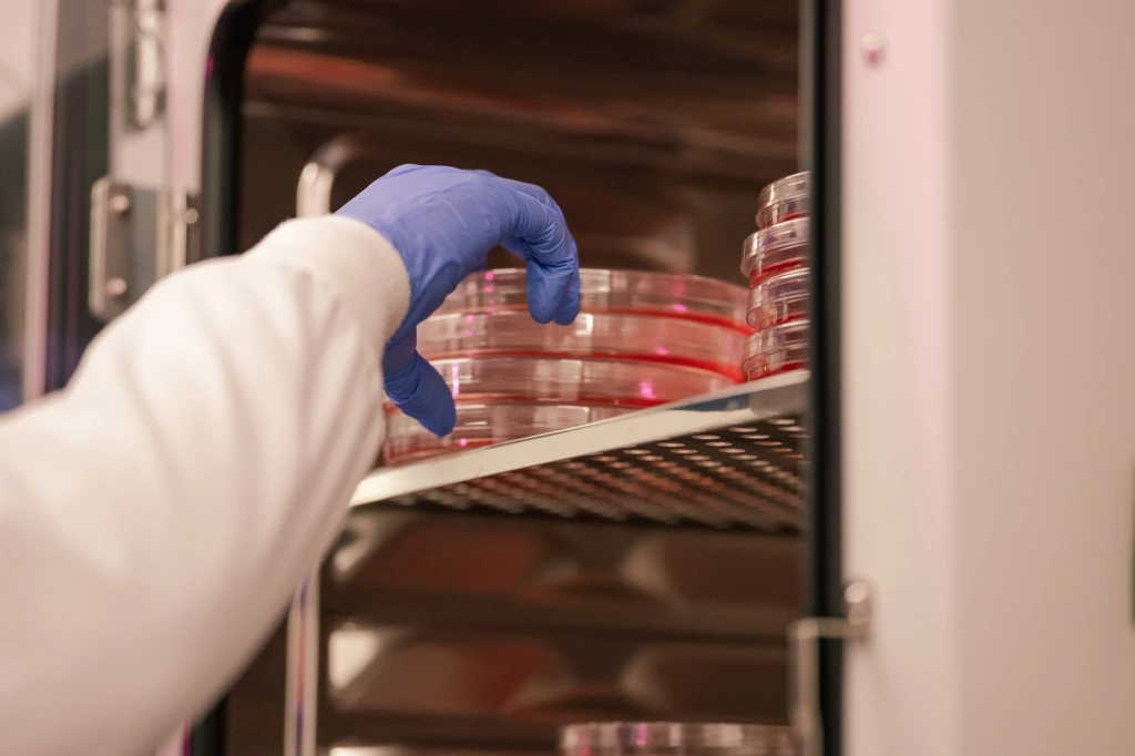 Gloved hand placing stacked petri dishes with red medium inside an incubator.