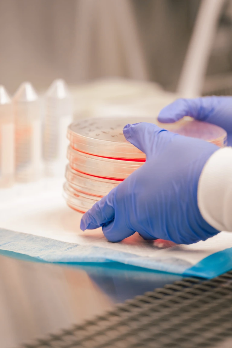 Gloved hands holding a stack of petri dishes with red agar in a laboratory setting.