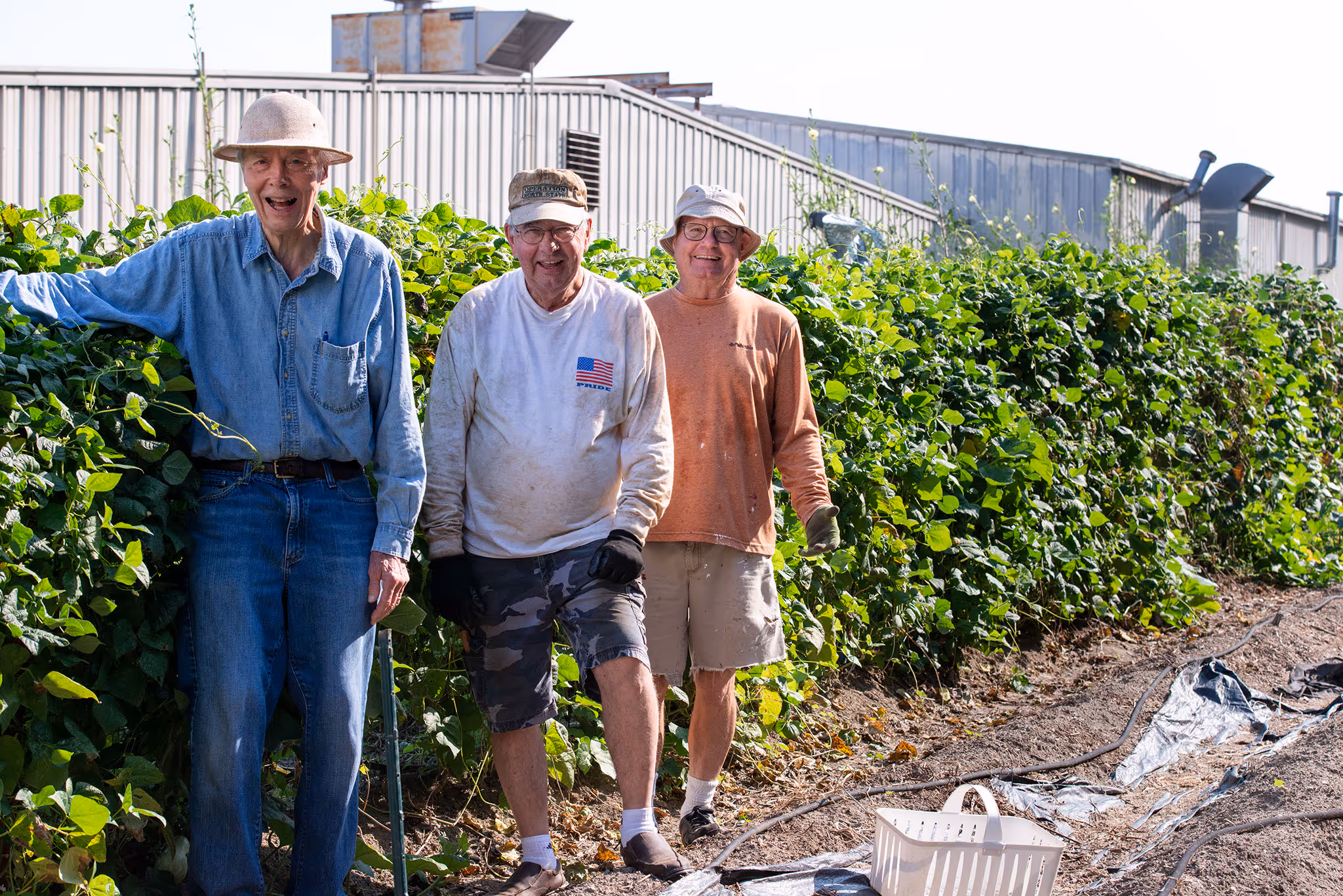 Three elderly men standing and smiling in a garden with tall green plants and a plastic basket on the soil.