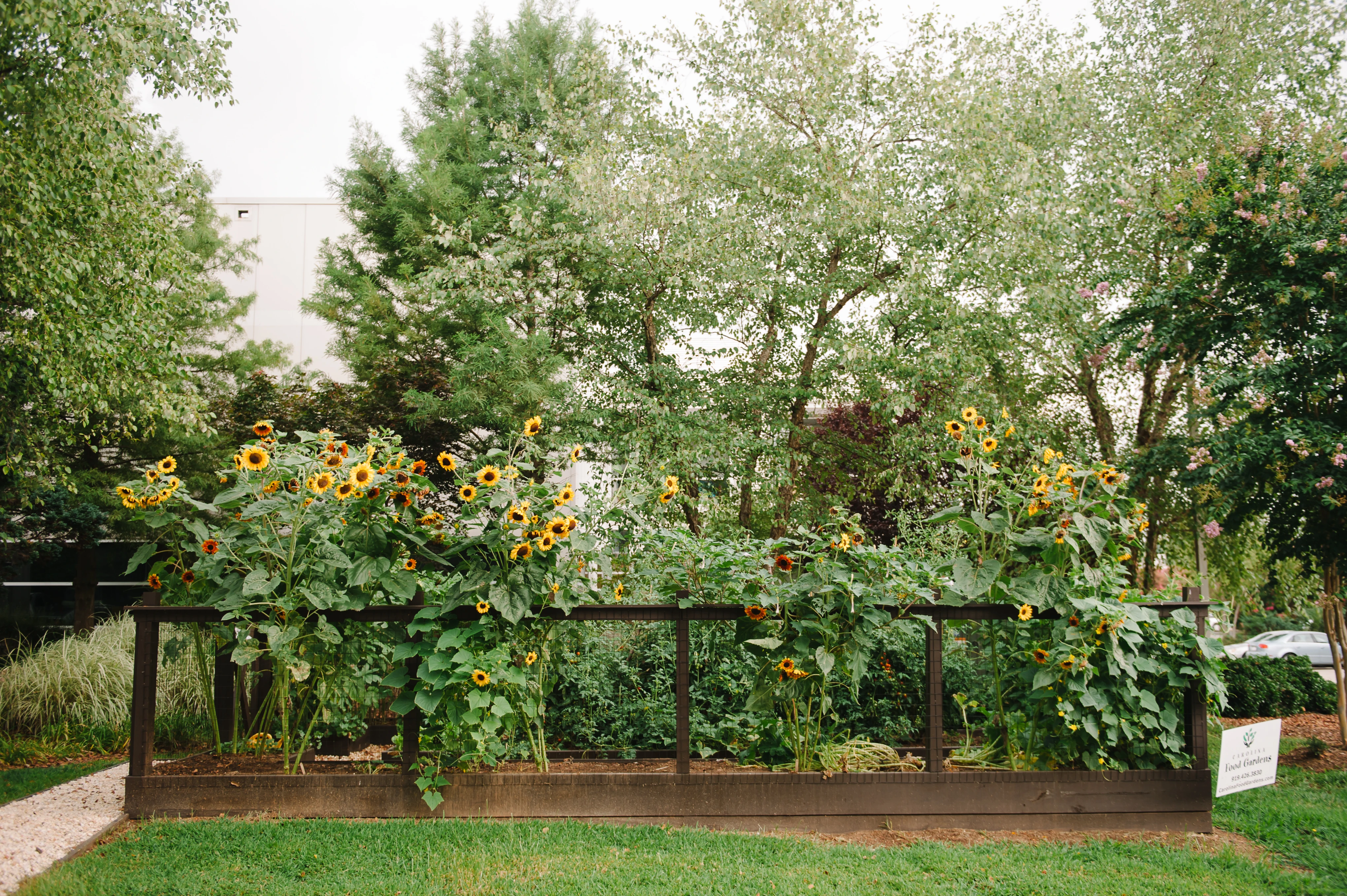 Thriving garden with sunflowers