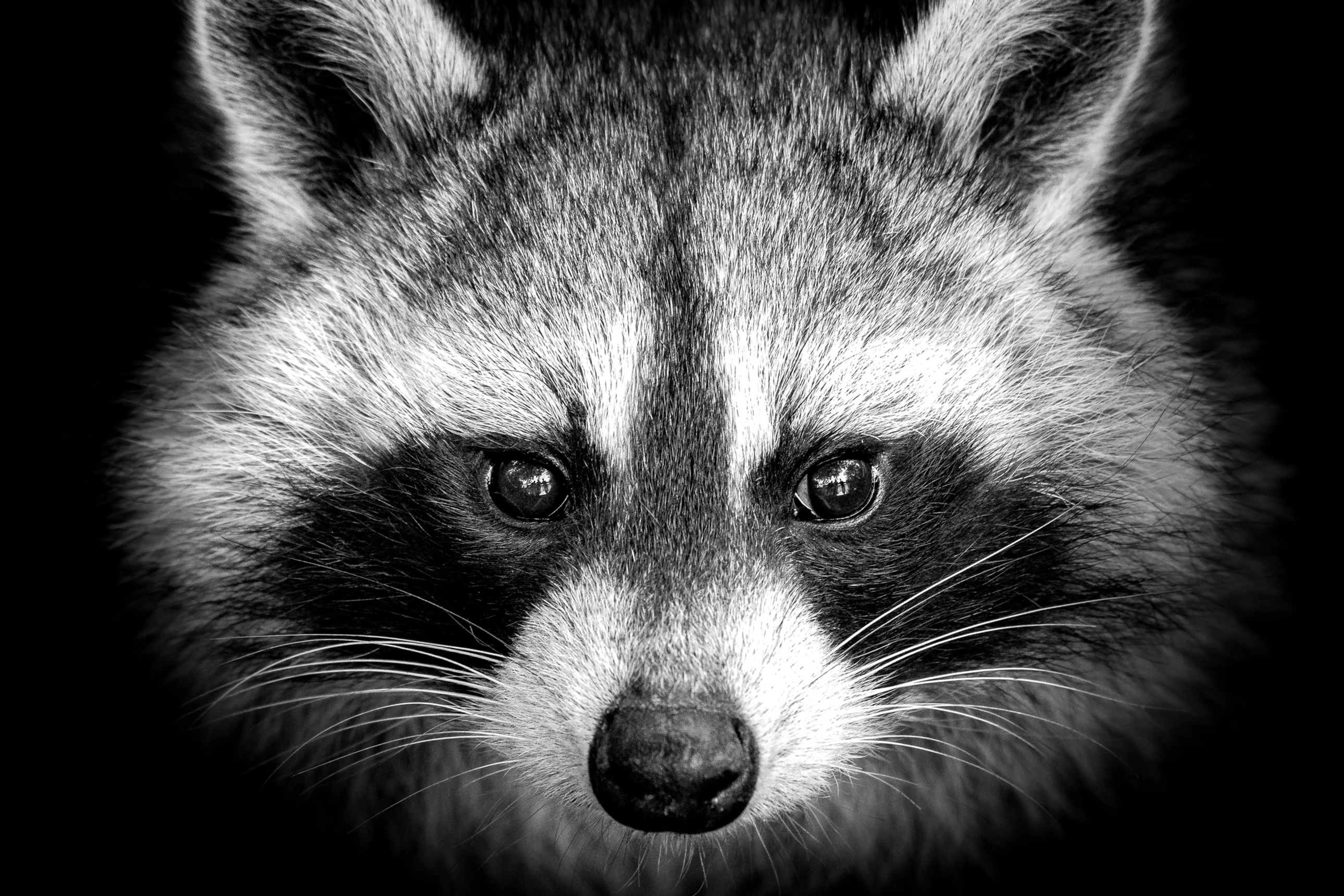 A black and white picture of a raccoon facing the camera.
