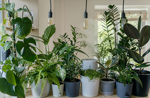 A row of green houseplants in assorted pots sitting inside