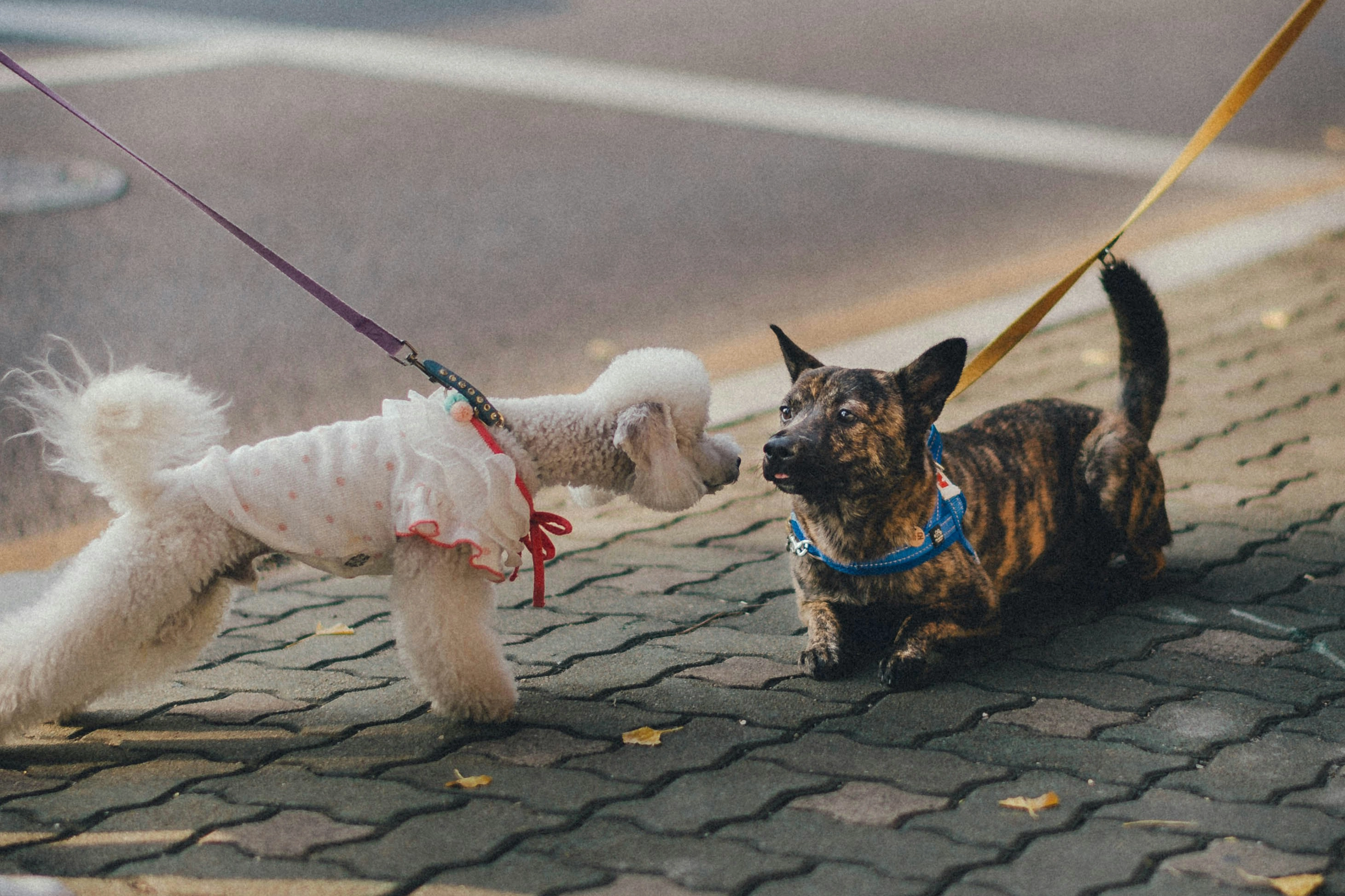Two dogs eagerly sniff each other on a sidewalk.