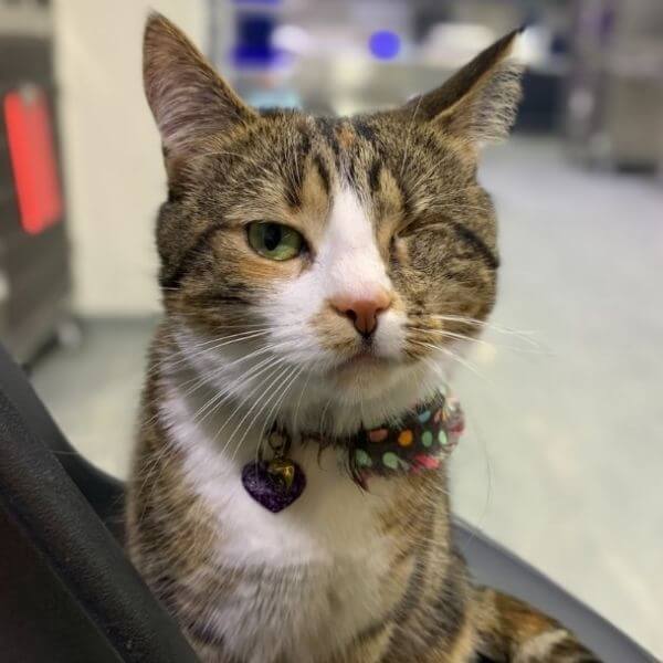 Beth, the clinic cat at Vets on Crown in Surry Hills NSW