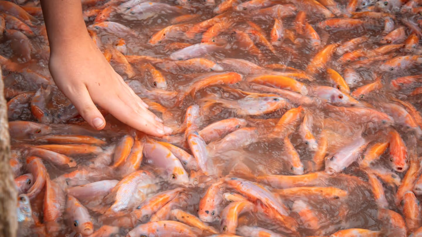 image of past wedding planning project on a brochure