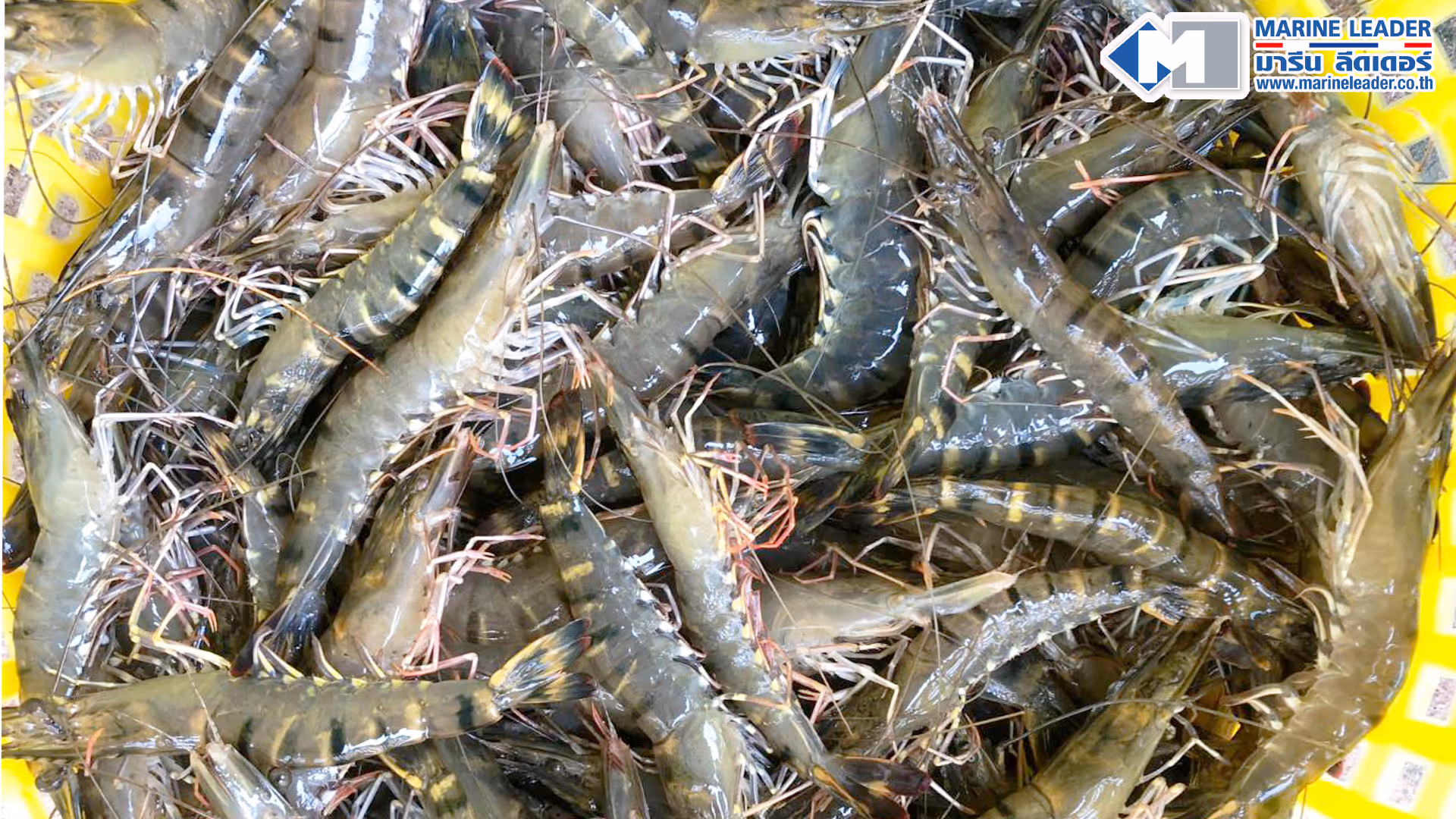 image of various pet food brands on shelves