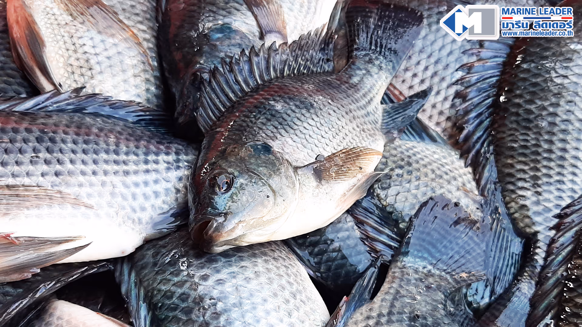 image of vitamins and supplements in a pharmacy