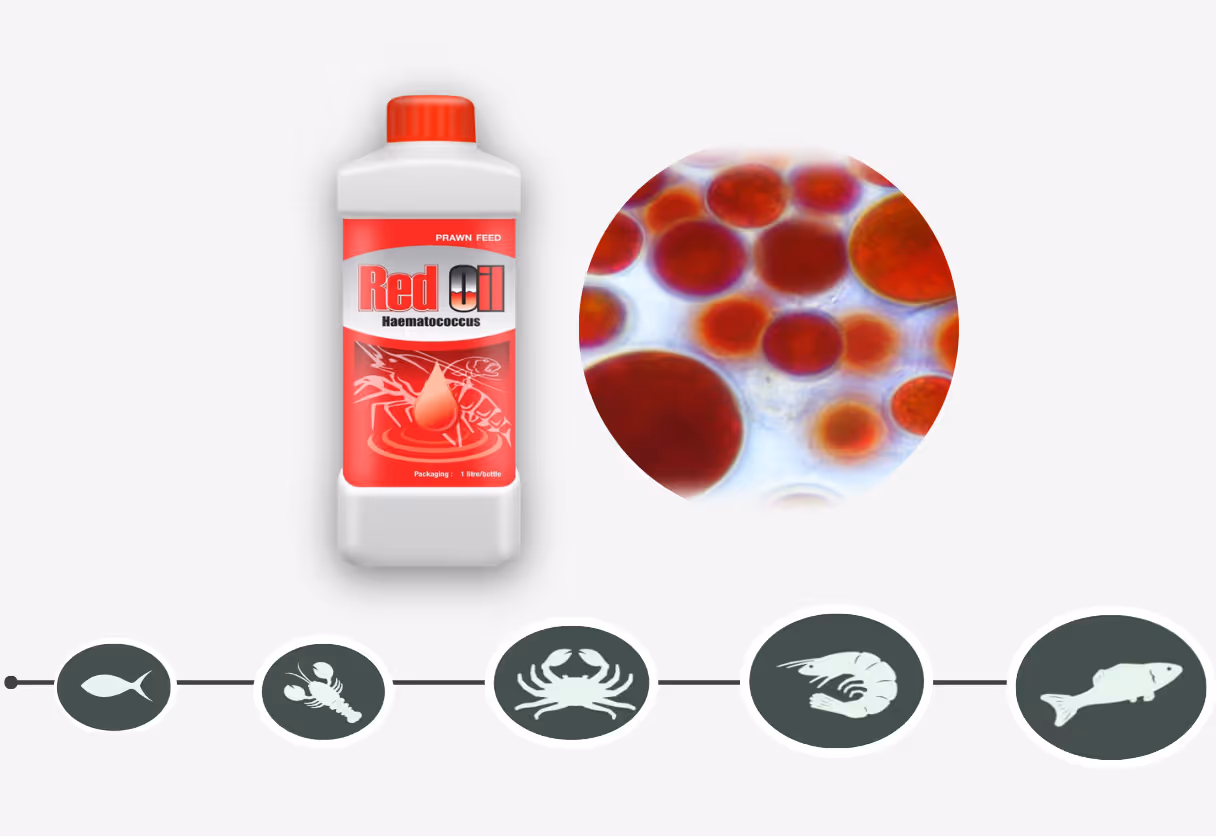 image of vitamins and supplements in a pharmacy