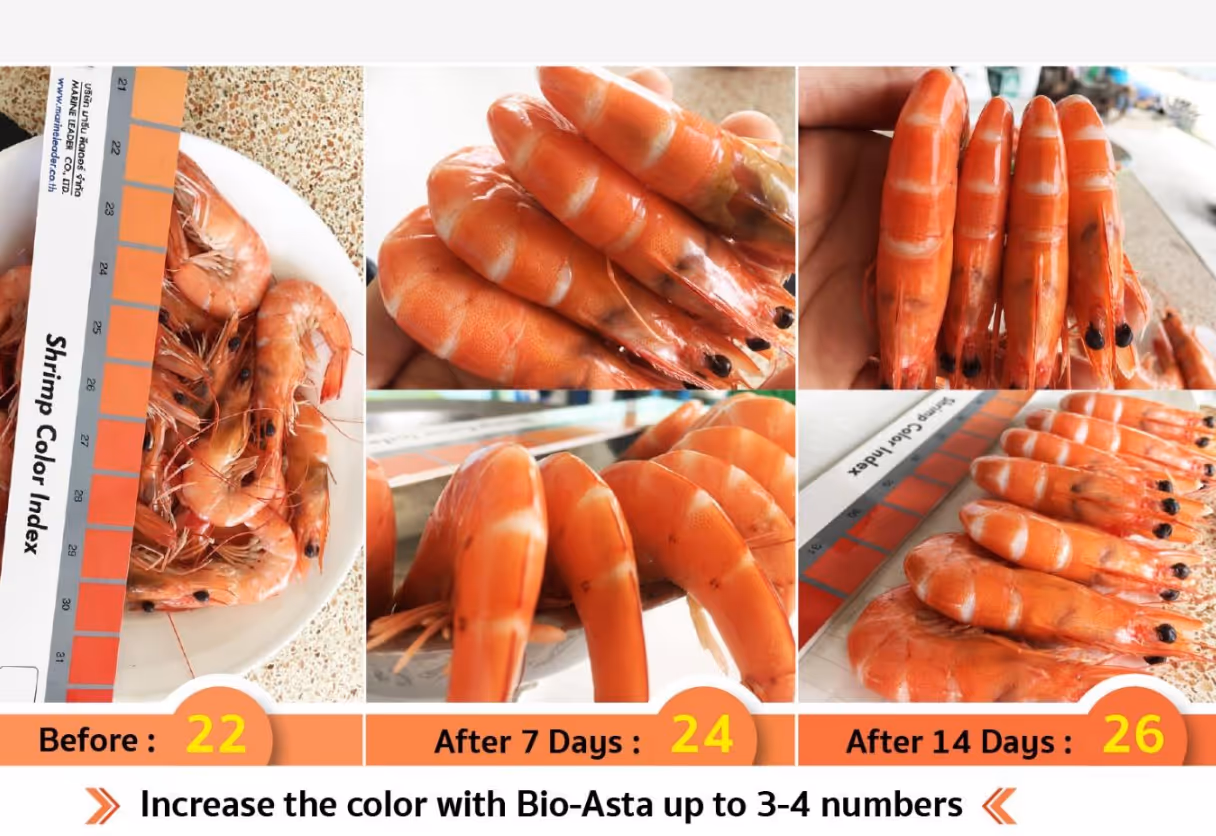 image of various pet food brands on shelves